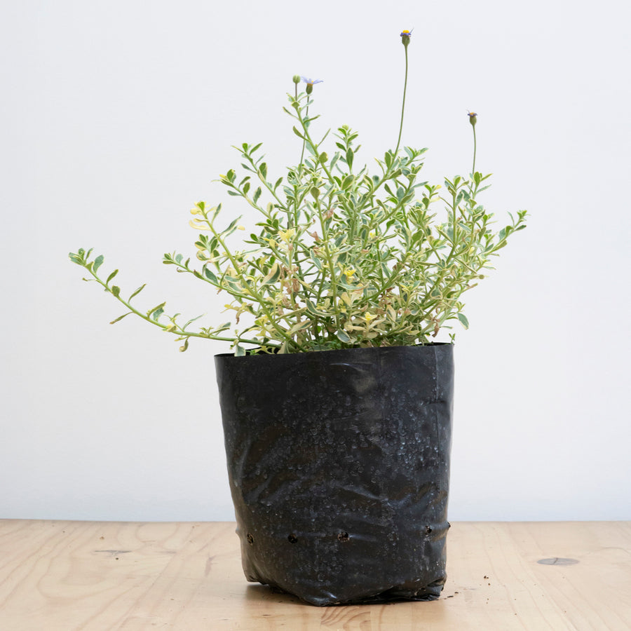Agatea Verde M
