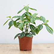 Pilea M
