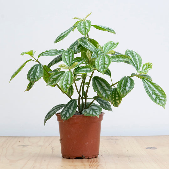 Pilea M