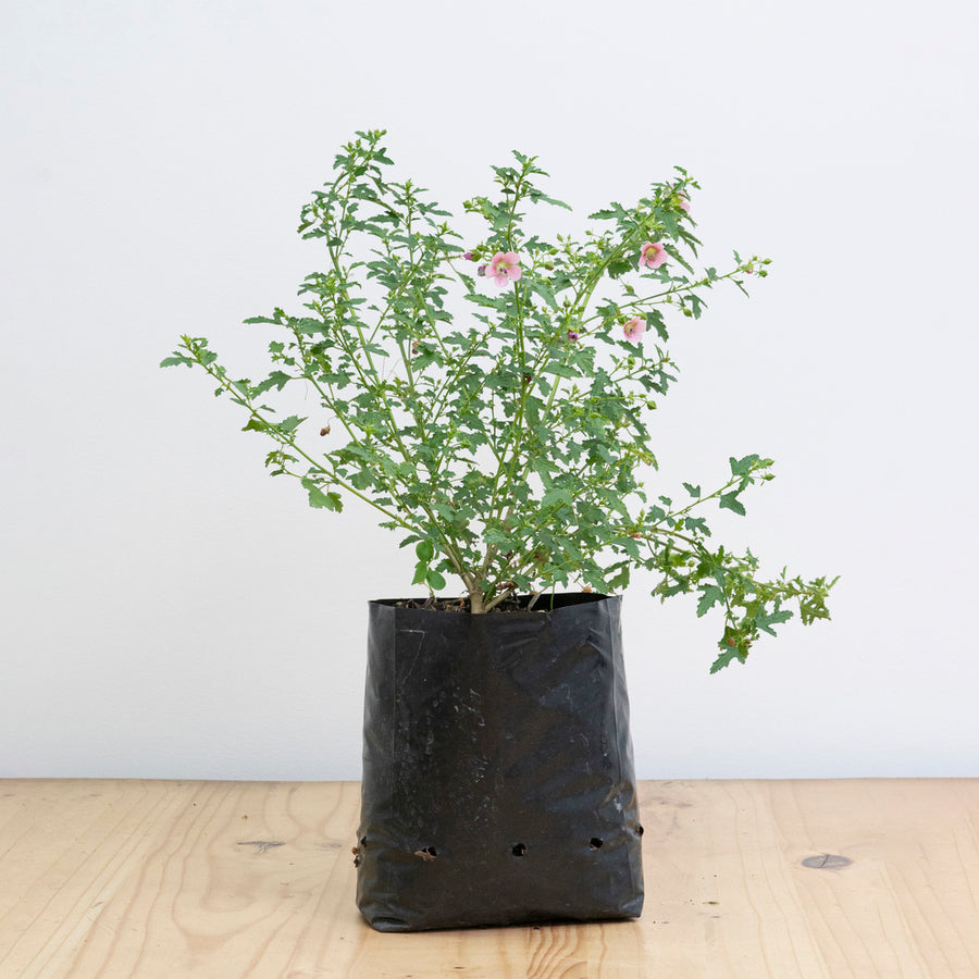 Lavatera
